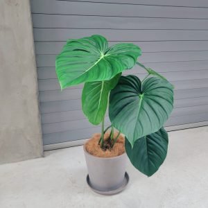 2024限定夢幻逸品-大麥克蔓綠絨