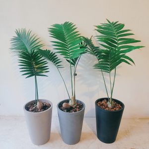 2024限量Ecopots 阿姆斯特丹-雙子蘇鐵