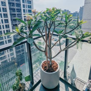 開幕大氣送禮-雞蛋花