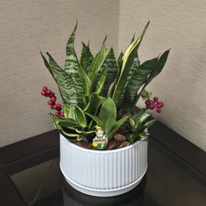 開幕送禮-客製化桌上盆虎尾蘭